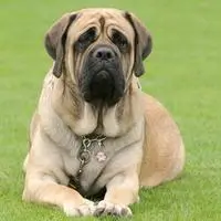 English Mastiff