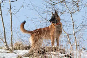 Belgian Laekenois