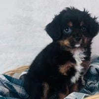 Cavapom