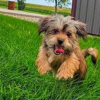 Shorkie