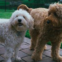 Miniature Goldendoodle