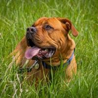 American Mastiff