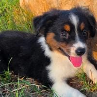 Toy Australian Shepherd