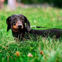 Miniature Dachshund