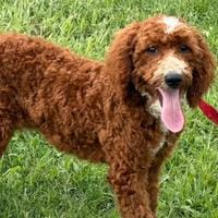 Miniature Labradoodle