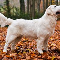 English Cream Golden Retriever