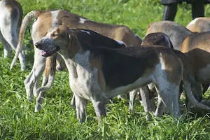 Great Anglo-Francais Tricolor Hound