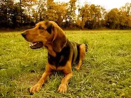 Hellenic Hound