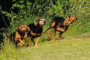 Italian Hound