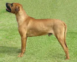 Tosa Ken