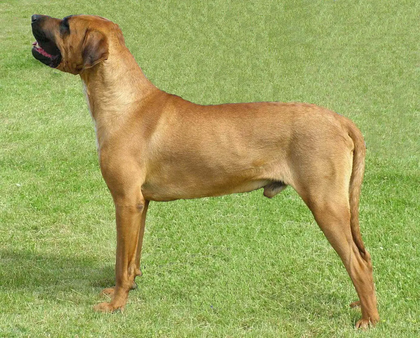 Tosa Ken breed photo