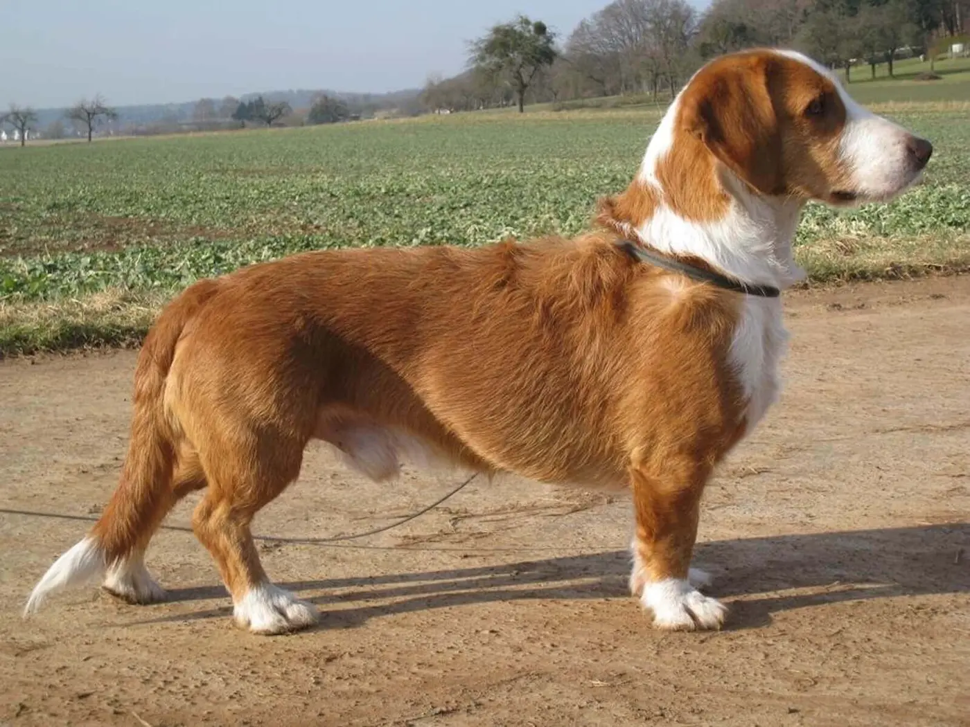 Westphalian Dachsbracke breed photo